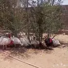 دجاج رومي