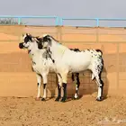 تيوس بيشي مشاريع فحول صنف الصنف