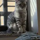 قط سكوتش فولد