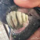 معزاء متاومه 5 تحتها 9 كلها روم وسلم الصحه شرط صغار سن