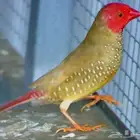 فروخ ستار فينش