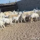 44 رخال فواخر بفحولها من حلال عقاب الدهاسي في أملج -محدوده