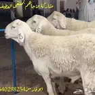 مركز بن جاهم لبيع الفحول الحرية الصنف الفواخر والحلال الصنف