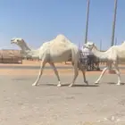 للبيع بكره كفووو