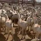 تيس بربرية كبيرة