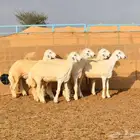 رخال حريه صنف الصنف