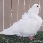 كشكي ابيض ولونق اسود