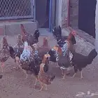 دجاج ماكنتوش   فاخر