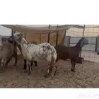 رخال ساكني درماني صنف