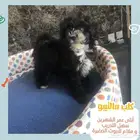 (.تم البيع )كلب كلب maltipoo العمر شهرين انثى