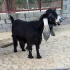 عنز كفو معرفه شقئ