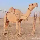 عشرا مبيوع ولدها كفوو