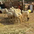 ذبائح بلدي كباشة