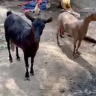 مشاريك