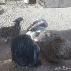 تم البيع دجاج كوشن طقم ديك و4 دجاجه