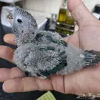 فروخ كنيور بلو شيك عدد 2