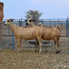 غنم بيشي أصايل صنف الصنف