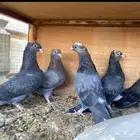 طبات قطايف للبيع