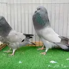 نفاخ هيسين 2025