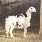 جذعه دافع للبيع