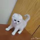 كيتين سكوتش تربل فولد للبيع