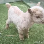 مواليد ماعز قزم يوجد توصيل لجميع المناطق