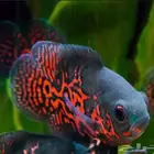 مطلوب سمك زينه نادر و مميز