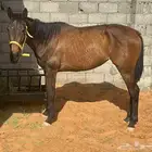 خيل فرس طيبه