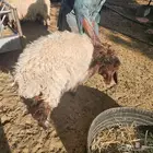 هرافي رخال 3 اشهر و4
