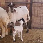 نعجة رفيدية تحتها خروف طيب