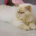 قطط بيكي فيس للتبني