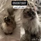 قطط لتبني