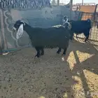 معزاء مواليد عوراض طيبه