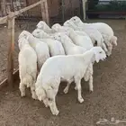 توصيل ذبايح جميع الأنواع