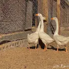 وز بلغاري