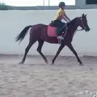 تدريب و تعليم اساسيات ركوب الخيل ومايخص الخيل