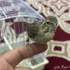 مكس ياسمين على كناري