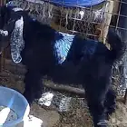 تيس عمره 4 اشهر عارضي