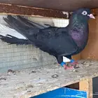 جوز سود قطايف