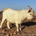 ماعز قزم ذكر العمر ثمان اشهر وأيام