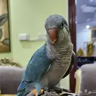 كويكر للبيع