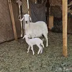 ضان