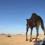 بكره مجهم 