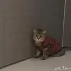 للبيع قطط سكوتش انثى وذكر
