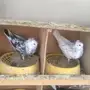 جملة نمش مقنبرات