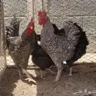 دجاج فيومي ( بيشه )