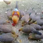 دجاج عربي قديم