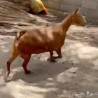 معزا عمانيه
