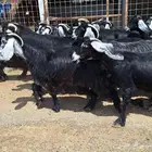 معزا عوارض صنف منايح العدد 20 با الفحول 2 دفيع للقناي