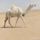 للبيع بكره جذعه لقحه كفو مشروطه